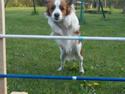 Kooikerhondje Bobby