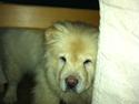 Chow chow Nala