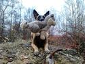 Malinois Jenos Mulle