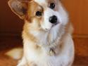 Welsh corgi pembroke Marco