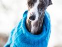 Whippet Anastasia