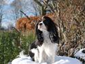 Cavalier king charles spaniel Cuba