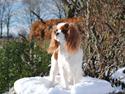 Cavalier king charles spaniel nala