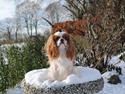 Cavalier king charles spaniel milo