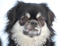 Tibetansk spaniel Bisquit