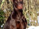 Dobermann Ch. Sant Kreal Russian Rubin