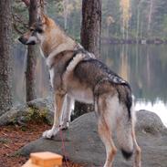 Tjekkoslovakisk ulvehund Kazan