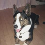 Welsh corgi cardigan lincoln