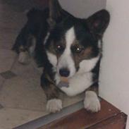 Welsh corgi cardigan lincoln