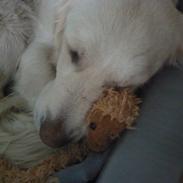 Golden retriever Dicte [Min bedste ven] <3<3