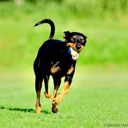 Blanding af racer Honey