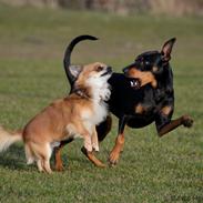 Blanding af racer Honey