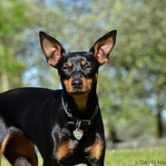 Blanding af racer Honey