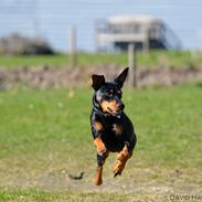 Blanding af racer Honey