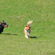 Blanding af racer Honey