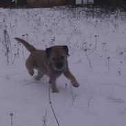 Border terrier Gizmo
