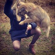 Border terrier Gizmo