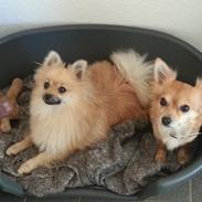 Pomeranian Rositta