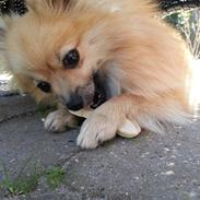 Pomeranian Rositta