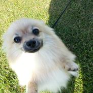 Pomeranian Rositta