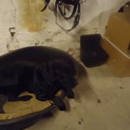 Labrador retriever Balou