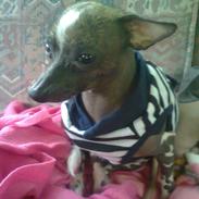Xoloitzcuintle bibi