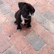 Blanding af racer Amigo