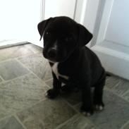 Blanding af racer Amigo