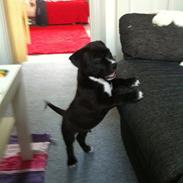 Blanding af racer Amigo