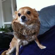 Chihuahua Minnie