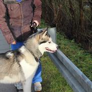 Alaskan malamute Alma Noatun's Qanik Snepryd / Mariah