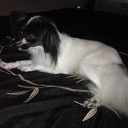 Papillon Gucci