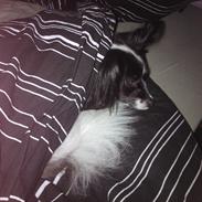 Papillon Gucci