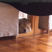 Chow chow Nala