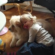 Chow chow Nala