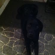 Labrador retriever Basse