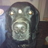 Labrador retriever Basse