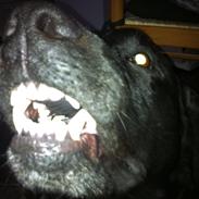 Labrador retriever Basse