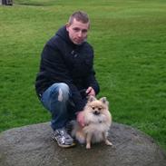Pomeranian Rositta