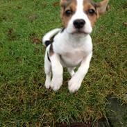 Blanding af racer Sofus Blanding