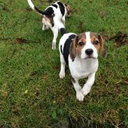 Blanding af racer Sofus Blanding