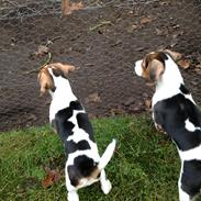 Blanding af racer Sofus Blanding