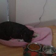 Blanding af racer Mickey