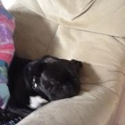 Blanding af racer Mickey