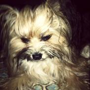 Blanding af racer Cuba