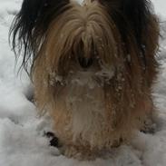 Blanding af racer Cuba