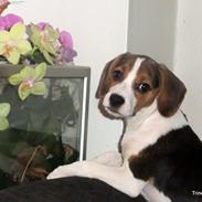 Blanding af racer Sofus Blanding