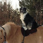 Blanding af racer Charlie