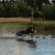 Blanding af racer Charlie