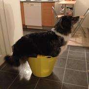 Blanding af racer Charlie